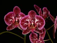 Phal. unknown